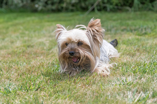 Yorkshire Terrier is lying on the lawn. Dog has a protruding tongue.