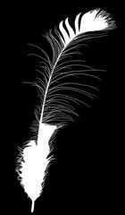 white isolated peacock long feather