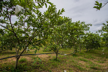 Fototapeta na wymiar Guava tree in the plant