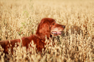 Red irish setter dog