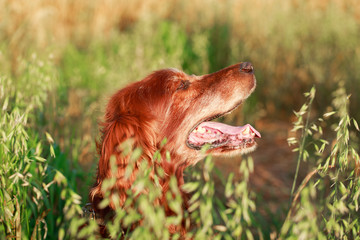 Red irish setter dog