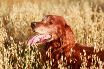 Red irish setter dog