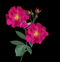 rose-brier-raceme-dark-cherry-fon-06-16-r