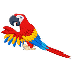 Cartoon funny macaw isolated on white background