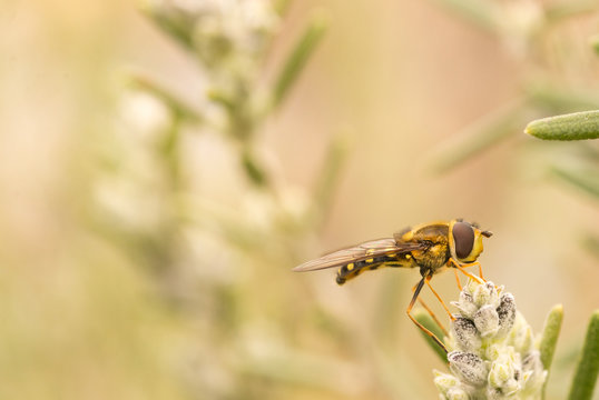 Hoverfly perched on rosemary