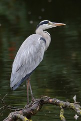 Graureiher / Fischreiher sitzend auf einen Ast im See