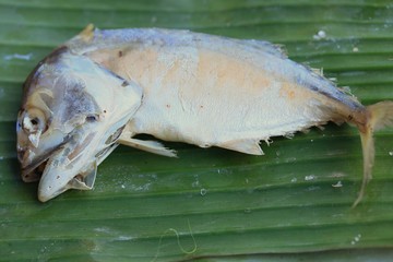 mackerel