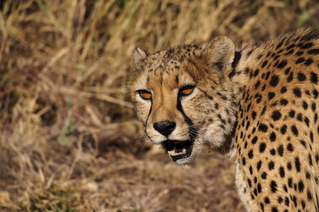 Namibia - Gepard beim Game Drive  in der Amani Lodge