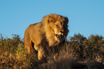 Namibia - Löwe beim Game Drive  in der Amani Lodge