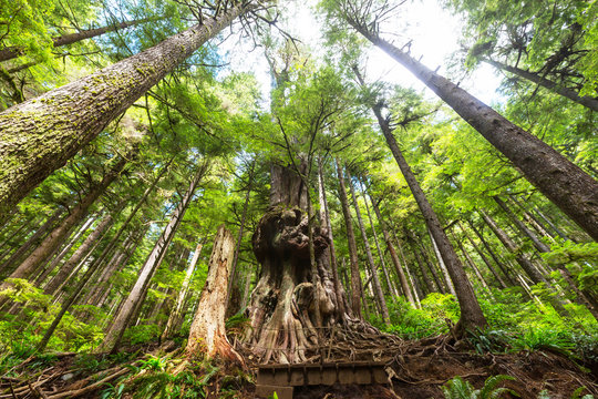 Fototapeta Vancouver forest