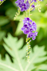purple flowers in wild nature