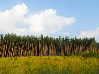 Pine forest on summer