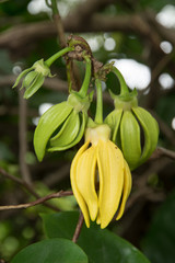 Ylang-Ylang Flowers on tree , Thailand