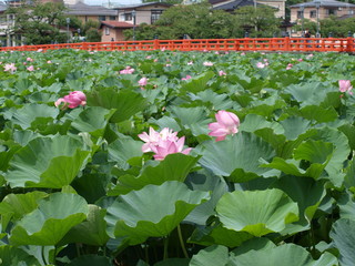 東洋一の美しさと規模を誇る高田公園のハスの花　新潟県上越市