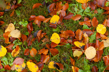 foliage in the autumn park