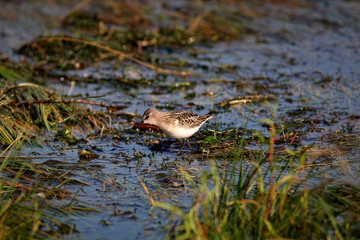 Little stint