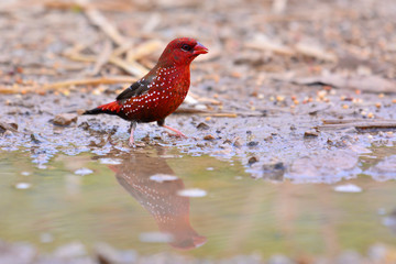 Red Avadavat Bird