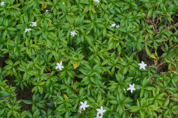 Inda flower and leaves from top view