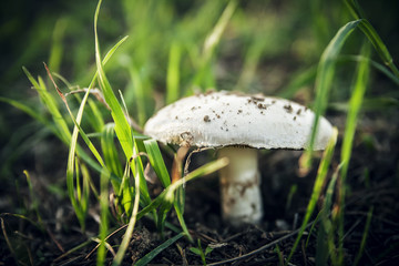 Fungo commestibile tra fili d'erba