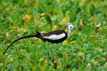 Pheasant-tailed Jacama bird