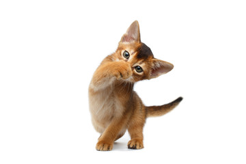 Funny Abyssinian Kitty Close paw his nose, on Isolated White Background