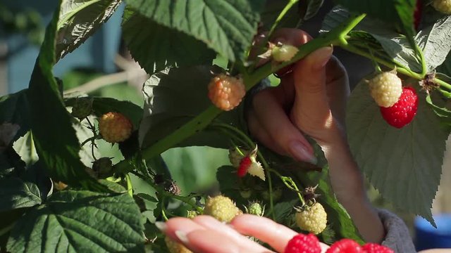 Lady's hand plucks berries. Raspberries in white bowl. Eat vitamins and stay healthy. Good to have a garden.