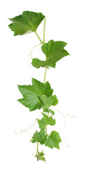 Pumpkin vine with green leaves and tendrils isolated on white background