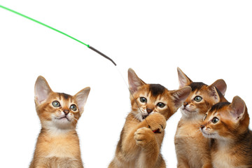 Closeup Playful Group of Abyssinian Kitten Hunting for the toy Isolated White Background, Raising up paws, four cat