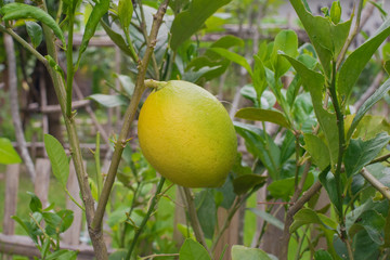 Yellow green lemon on branch