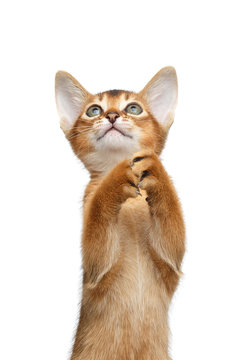 Closeup Playful Abyssinian Kitty Standing on Hind legs and Catching paws Isolated White Background, Front view