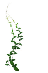 Wild climbing vine isolated on white background, clipping path i