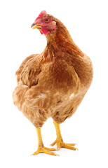 Brown hen isolated.