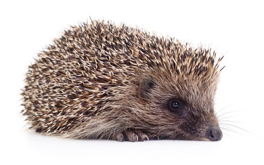 Small hedgehog isolated