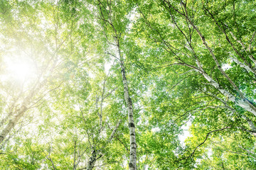 Fototapeta premium Brzozowy las