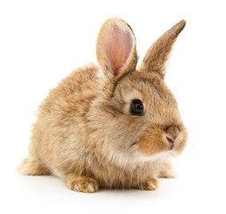 Brown rabbit on white.
