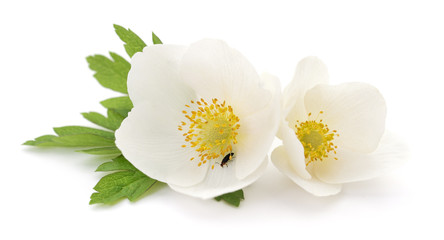 Two white flowers.