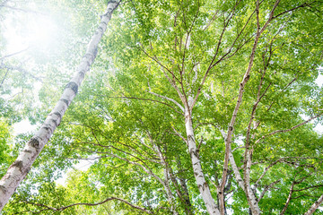 Obraz premium Brzozowy las