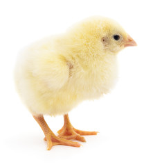 Small yellow chicken.