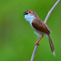 Yellow-eyed Babbler bird