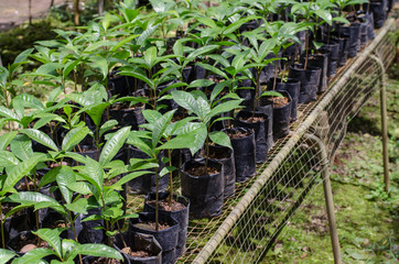 Seedlings are ready for planting for species