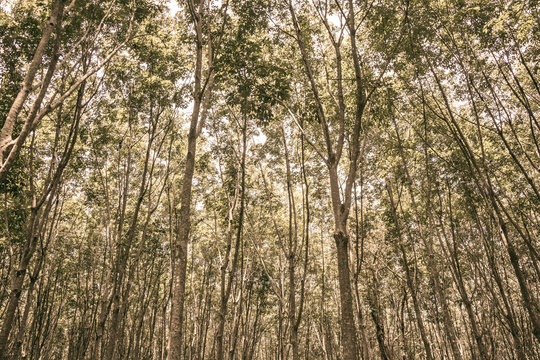 The landscape Forest plantations rubber in Thailand