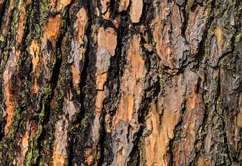 Tree bark background