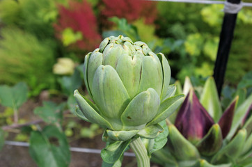 Fototapeta premium アーティチョークの蕾