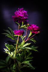 Obraz premium peony flower on black background