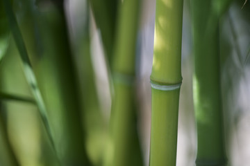 a close-up of bamboo branches