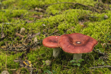 Mushroom Russula