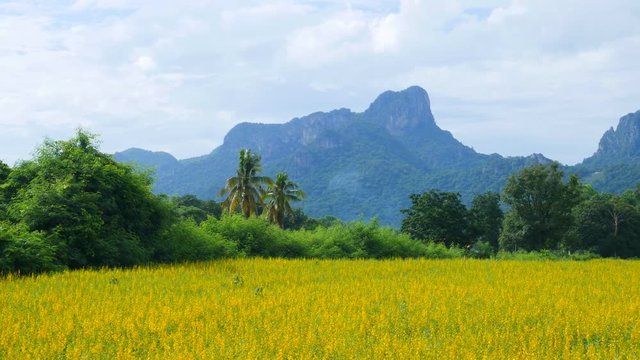 Panning shot of Sunhemp or Crotalaria juncea flower field with Khao Jeen Lae mountain background, Lopburi, Thailand