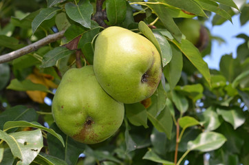 Birnen am Baum