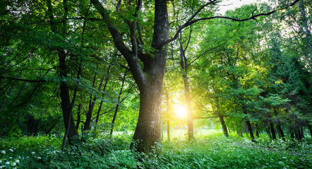Fototapeta na wymiar Sunlit Tree Forest