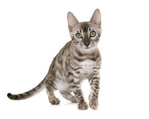 Obraz premium young bengal cat
